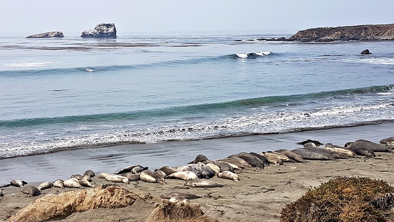 California road trip - elephant seals