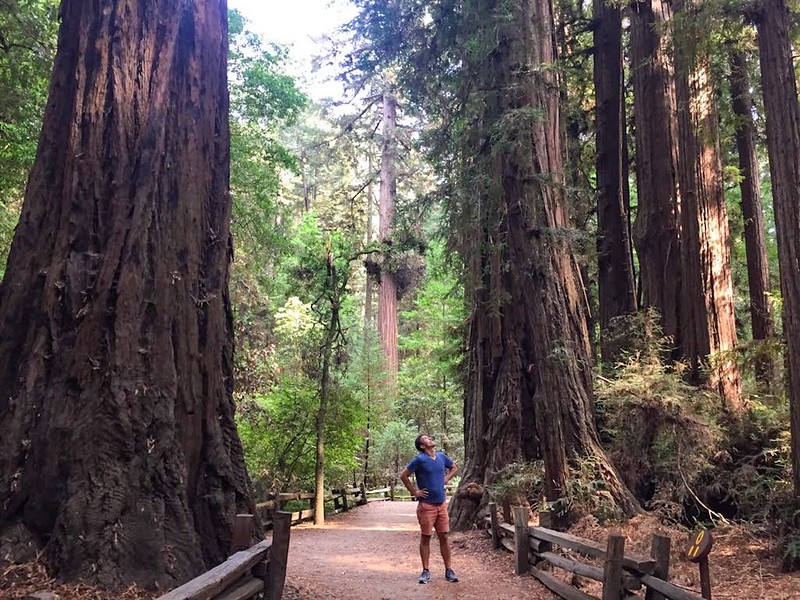 California road trip - Redwood forest